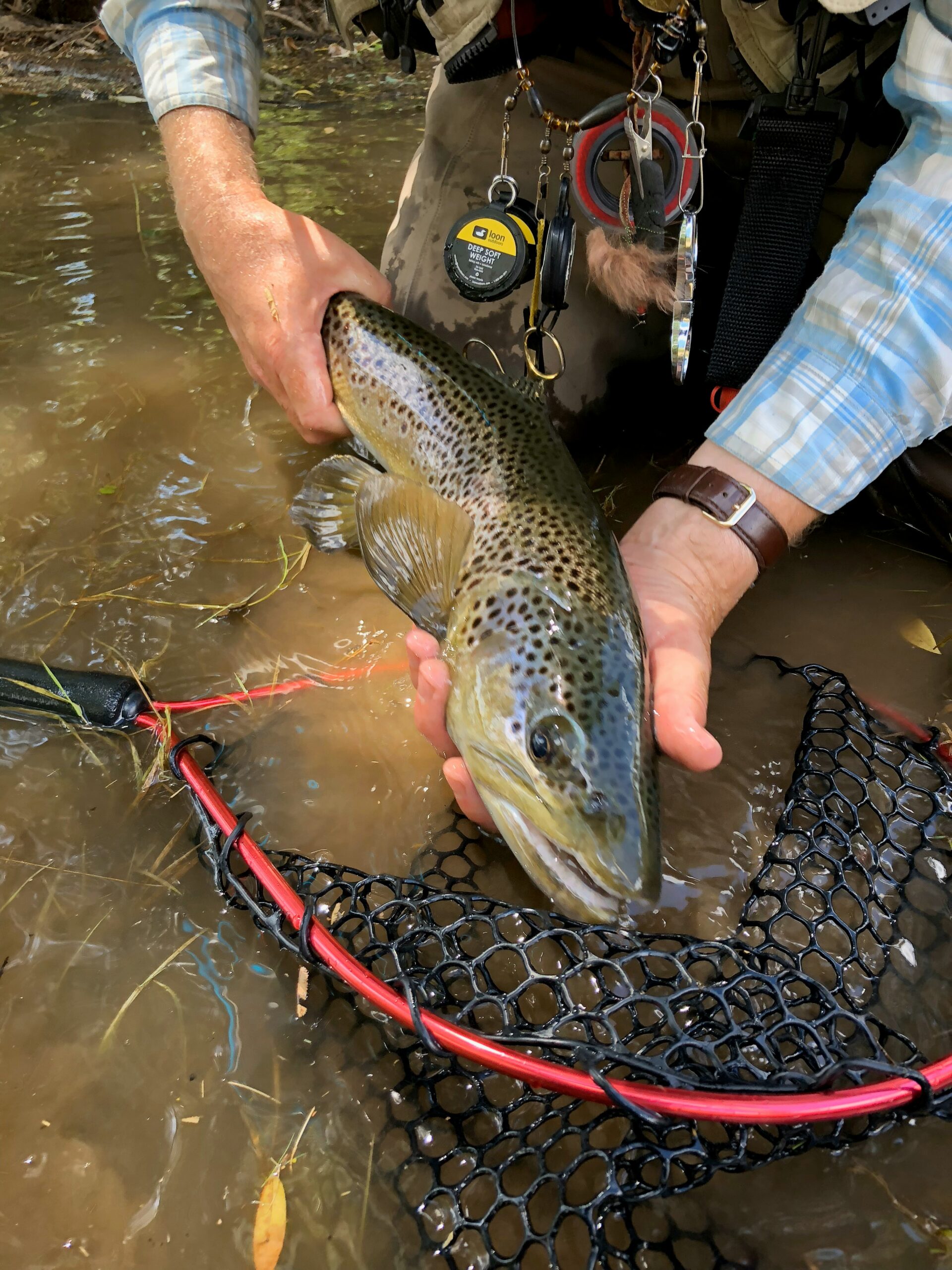 Bild zeigt, wie ein Angler einen frisch gefangenen Fisch in der Hand hält.
